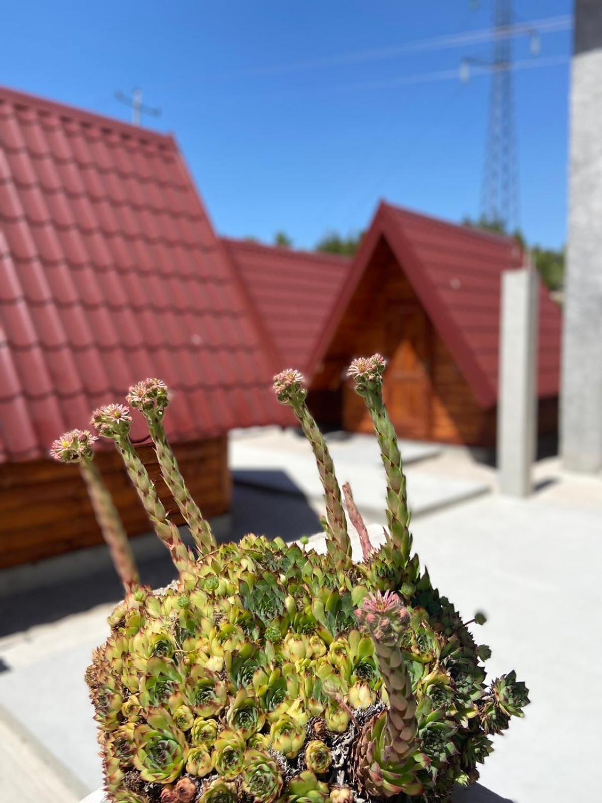 Rural Tourism/Ruralni Turizam Kisin Hotel Требине Екстериор снимка